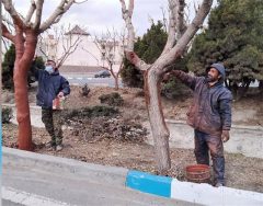 طرح باندینگ ۳۰۰۰ اصله درخت توسط سبزبانان شهرداری